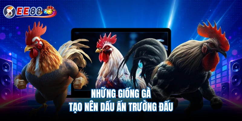 Những giống gà tạo nên dấu ấn trường đấu